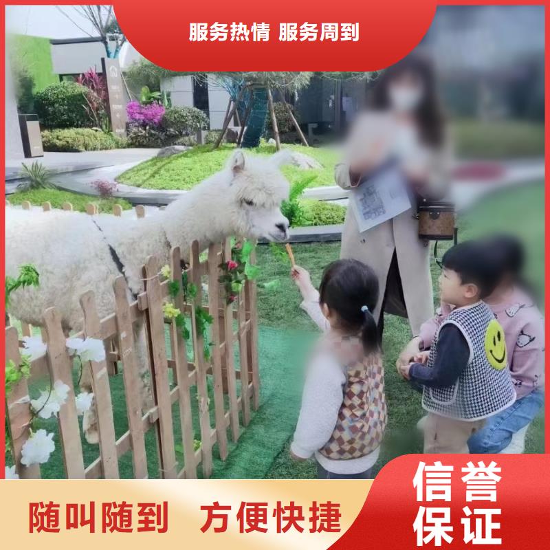 【马戏团/羊驼动物表演出租品质保证】