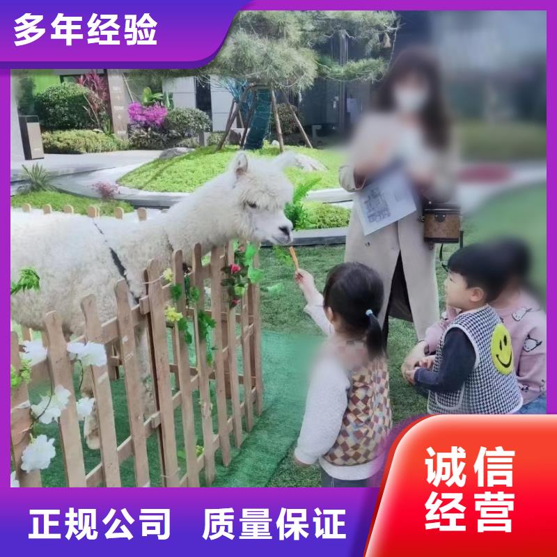 马戏团/羊驼-商场马戏表演出租拒绝虚高价