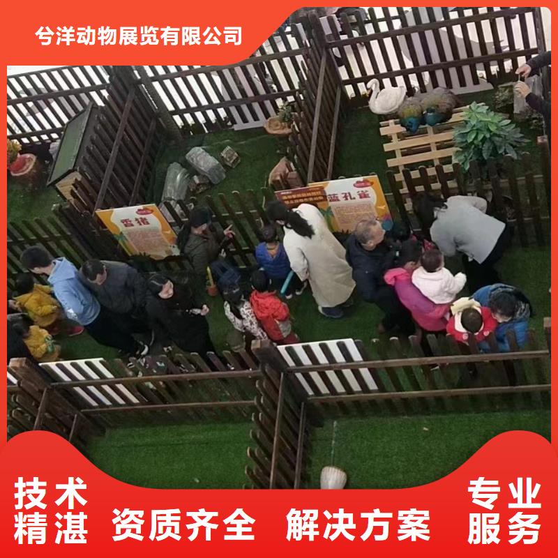 马戏团/羊驼【海狮表演】一站式服务