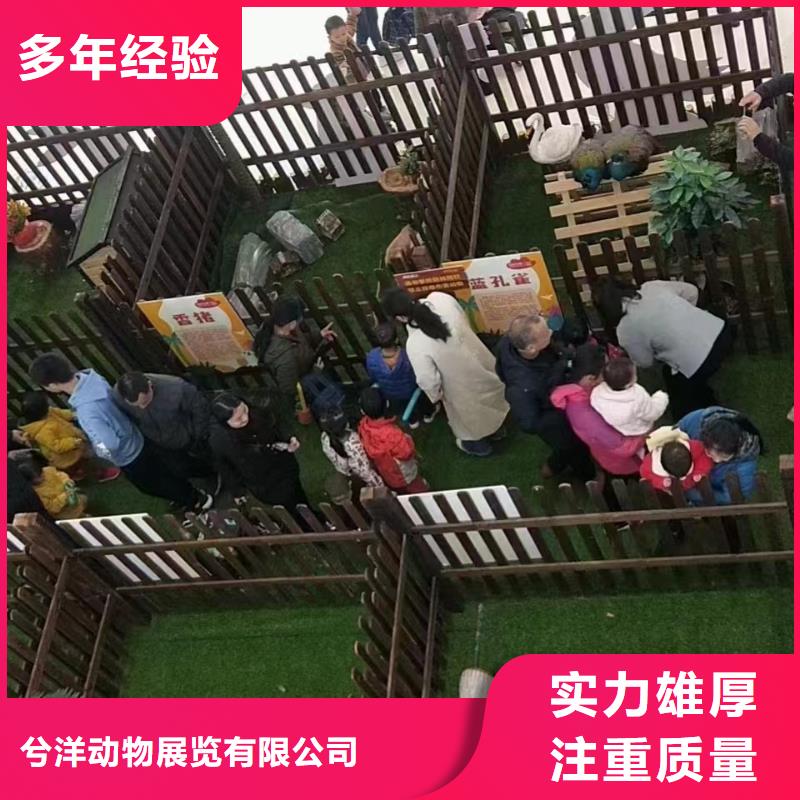 马戏团/羊驼-【海狮表演出租】公司兮洋美人鱼表演