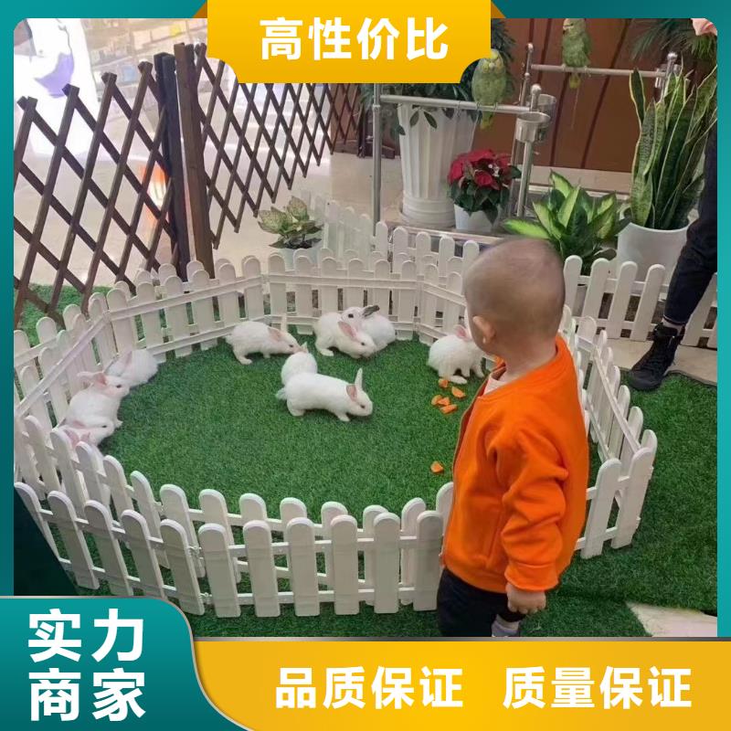 【马戏团/羊驼【企鹅表演】拒绝虚高价】