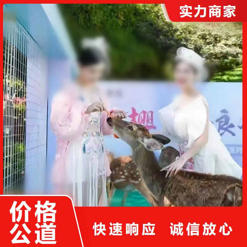 马戏团/羊驼企鹅出租专业公司
