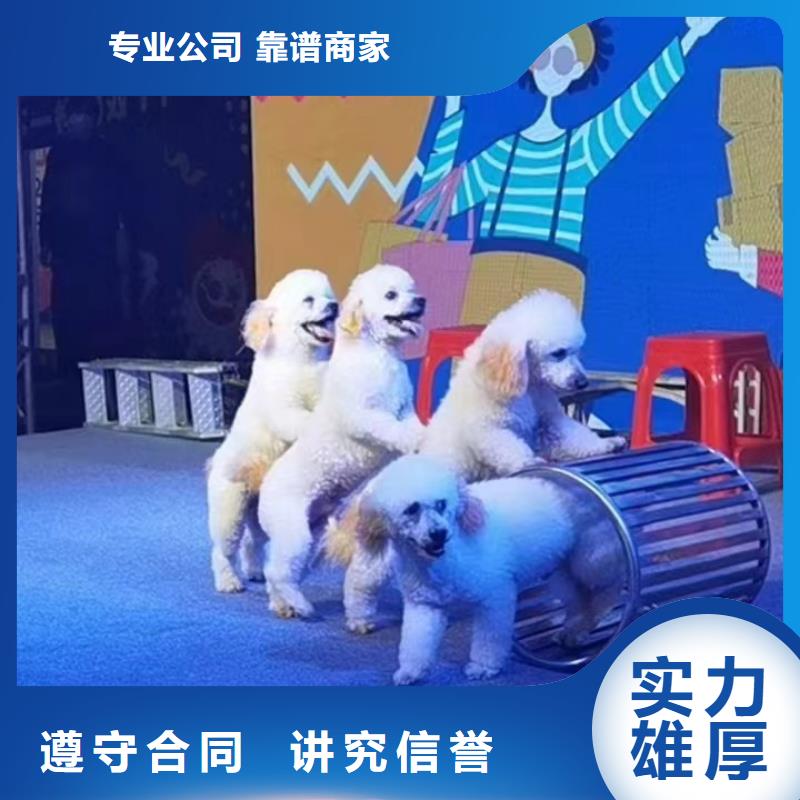 马戏团/羊驼海洋展租赁质优价廉