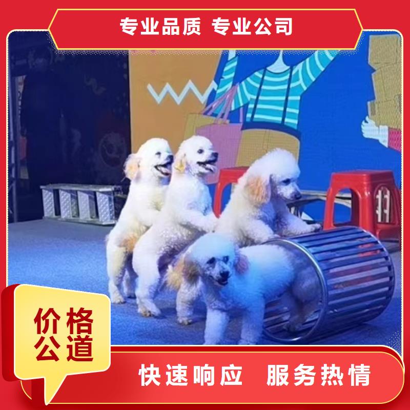 马戏团/羊驼企鹅出租专业公司