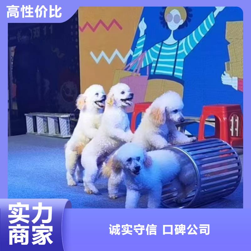 马戏团/羊驼草泥马羊驼租赁比同行便宜