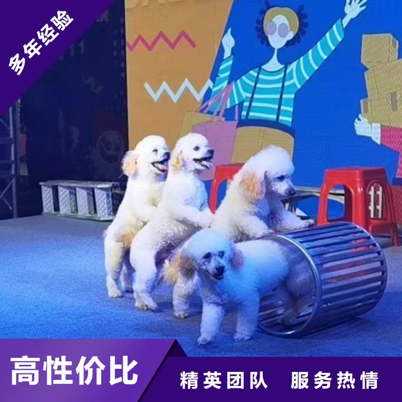 环球飞车表演出租活动庆典
