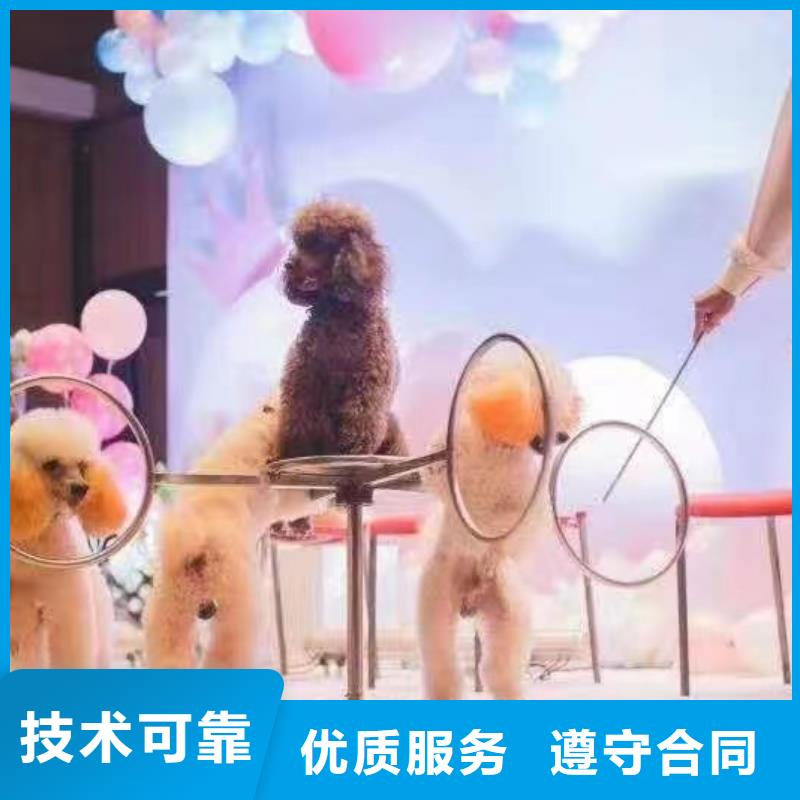 马戏团/羊驼【出租海狮表演】解决方案
