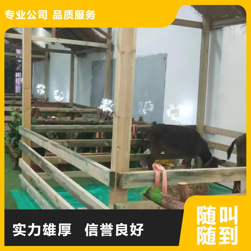 马戏团/羊驼羊驼出租值得信赖