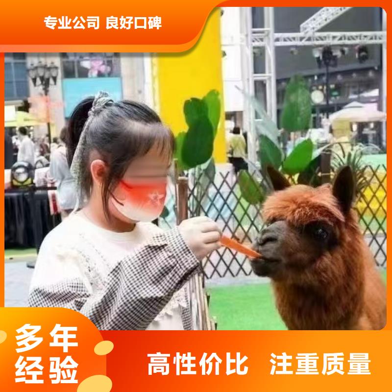 马戏团/羊驼,鹦鹉表演出租专业可靠