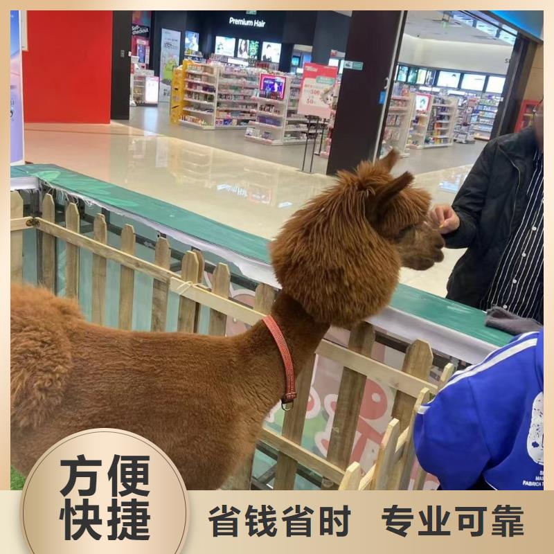 马戏团/羊驼-杂技表演售后保障