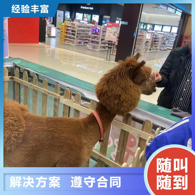 羊驼出售丰富多彩