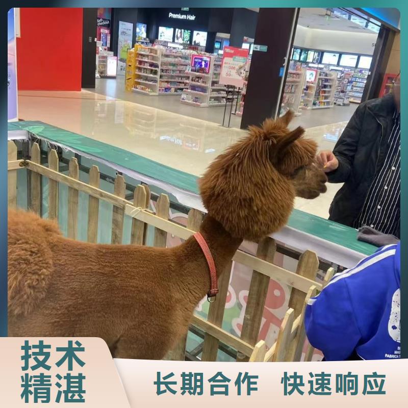 出租羊驼