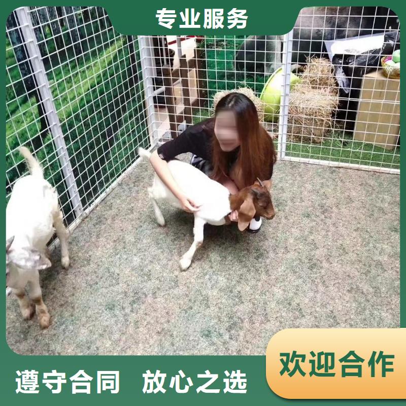 马戏团/羊驼 马戏团出租 高性价比