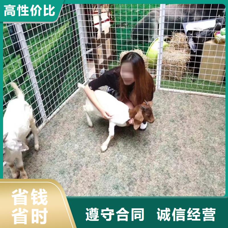 马戏团/羊驼租赁美人鱼表演值得信赖