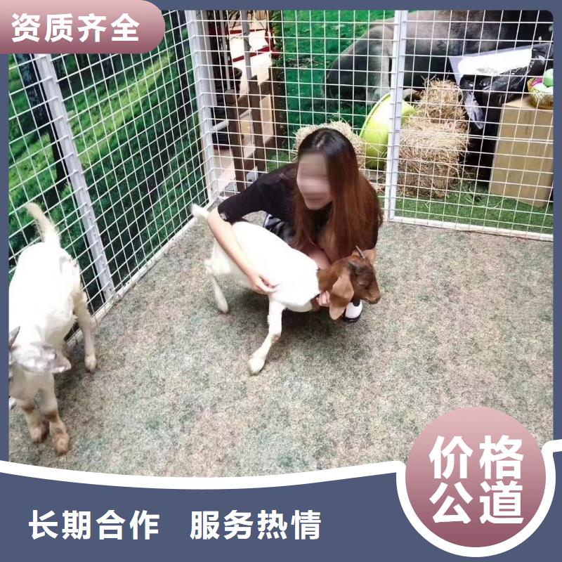 【马戏团/羊驼】,马戏团表演价格透明-市场覆盖|塔河|呼玛|佳木斯|鹤岗|黑河|牡丹江-企业旺旺