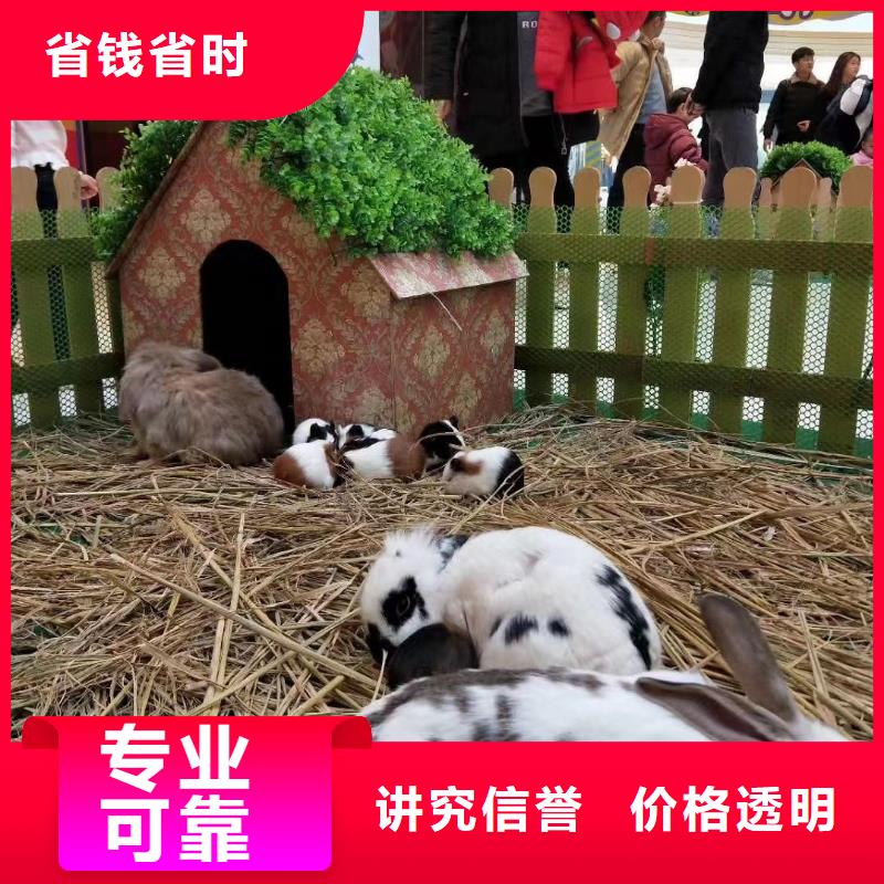 马戏团/羊驼-【美人鱼出租演出】省钱省时