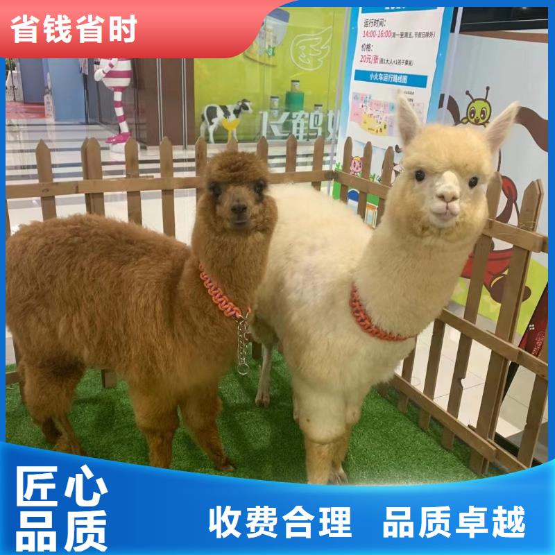 马戏团/羊驼海狮表演出租技术可靠
