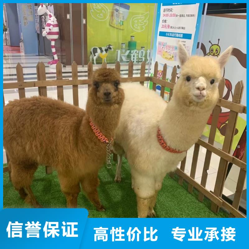 動物羊駝租賃點擊圖片