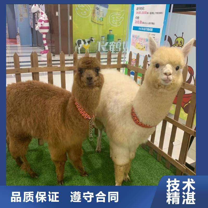 马戏团/羊驼租赁美人鱼表演值得信赖