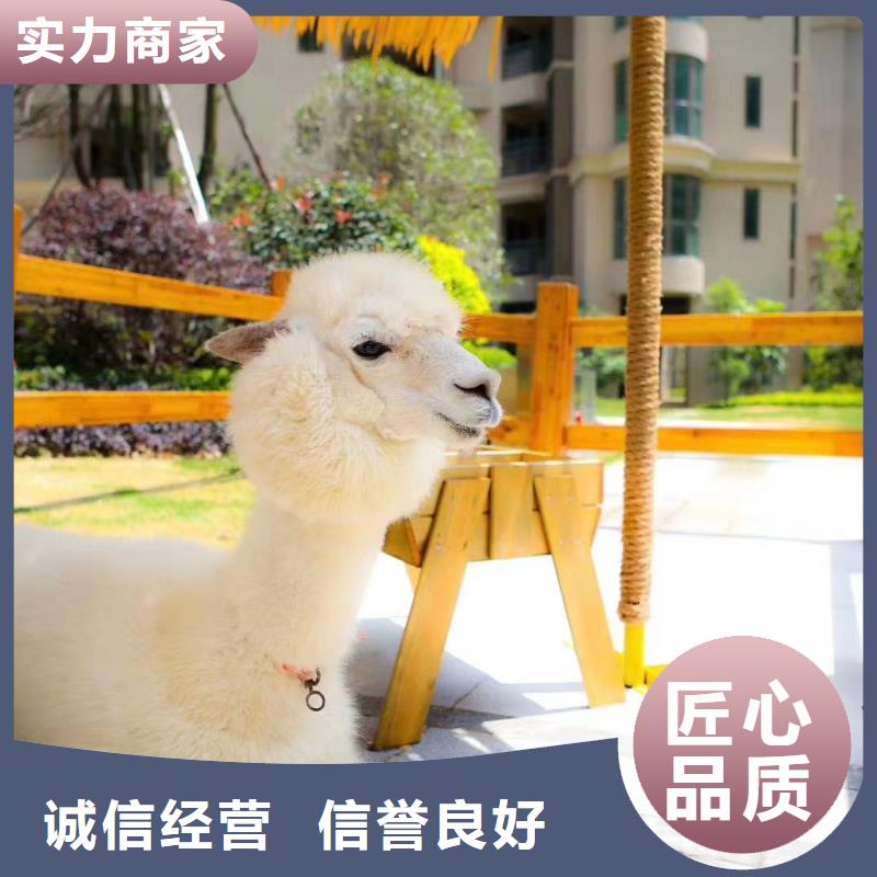 马戏团/羊驼美人鱼表演资质齐全