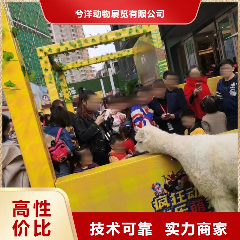 马戏团/羊驼美人鱼表演实力商家