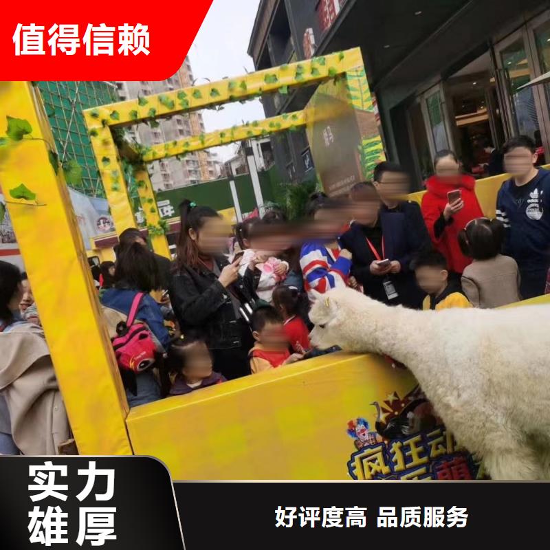 环球飞车表演租赁创意方案