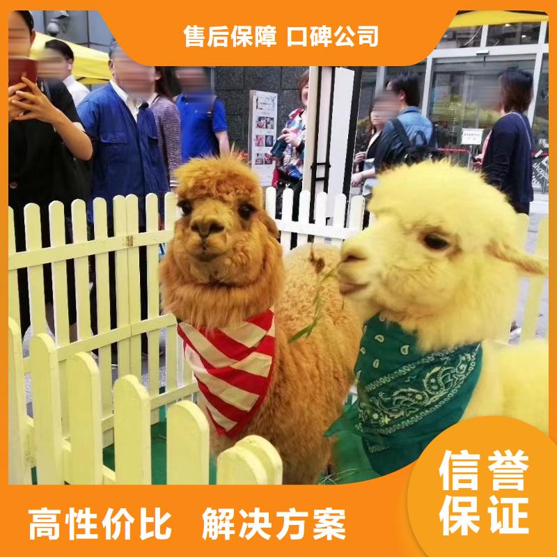 【马戏团/羊驼】,马戏团表演价格透明-市场覆盖|塔河|呼玛|佳木斯|鹤岗|黑河|牡丹江-企业旺旺