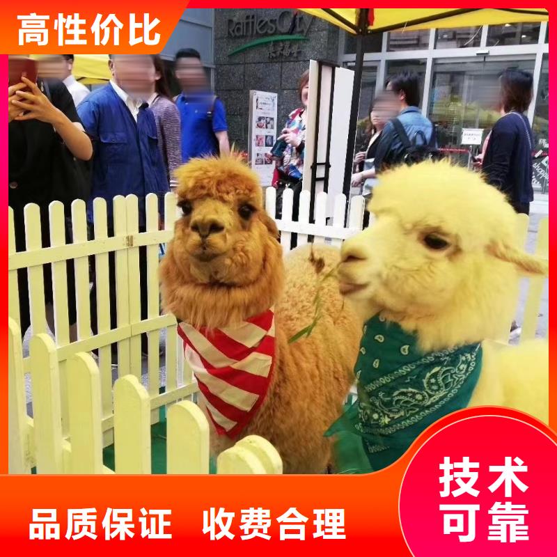 动物出租暖场互动