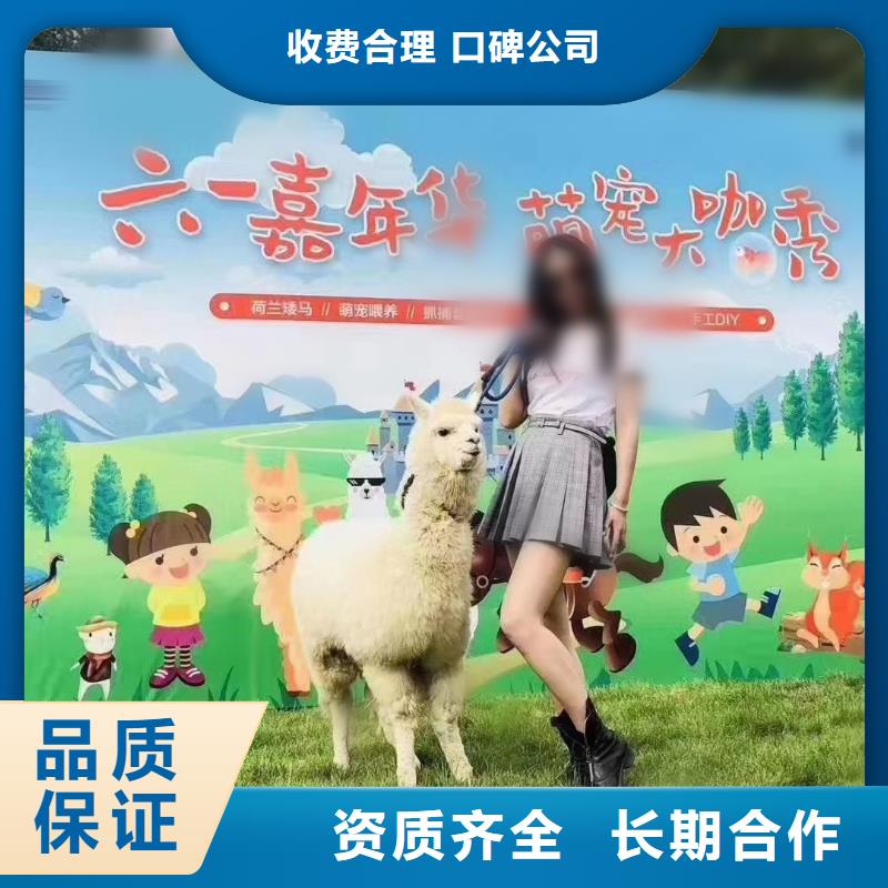 马戏团/羊驼羊驼出租一站式服务
