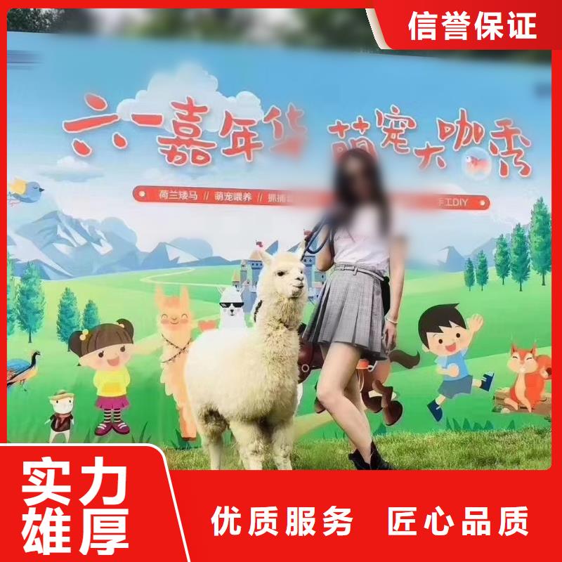 马戏团/羊驼小马戏表演出租信誉保证