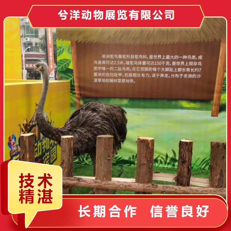 马戏团/羊驼驯兽表演比同行便宜