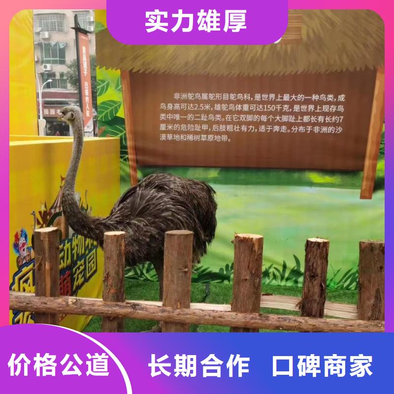 哪有出租萌寵展的暖場活動
