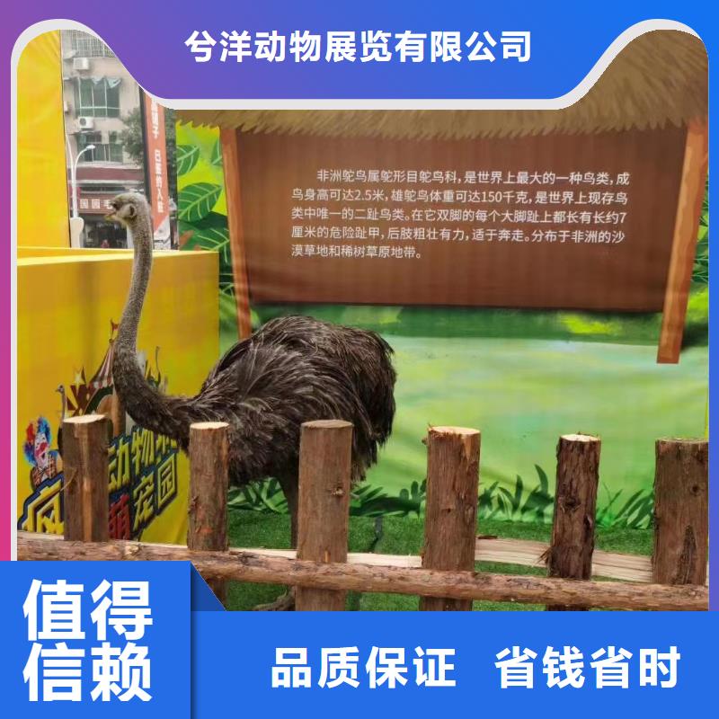 马戏团/羊驼杂耍演出长期合作