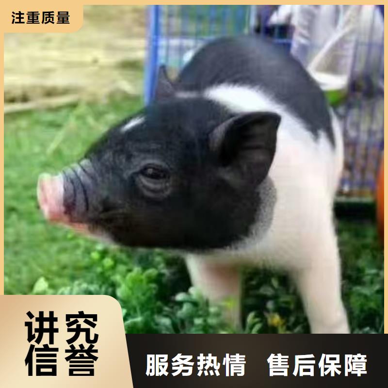 马戏团/羊驼海洋展租赁质优价廉