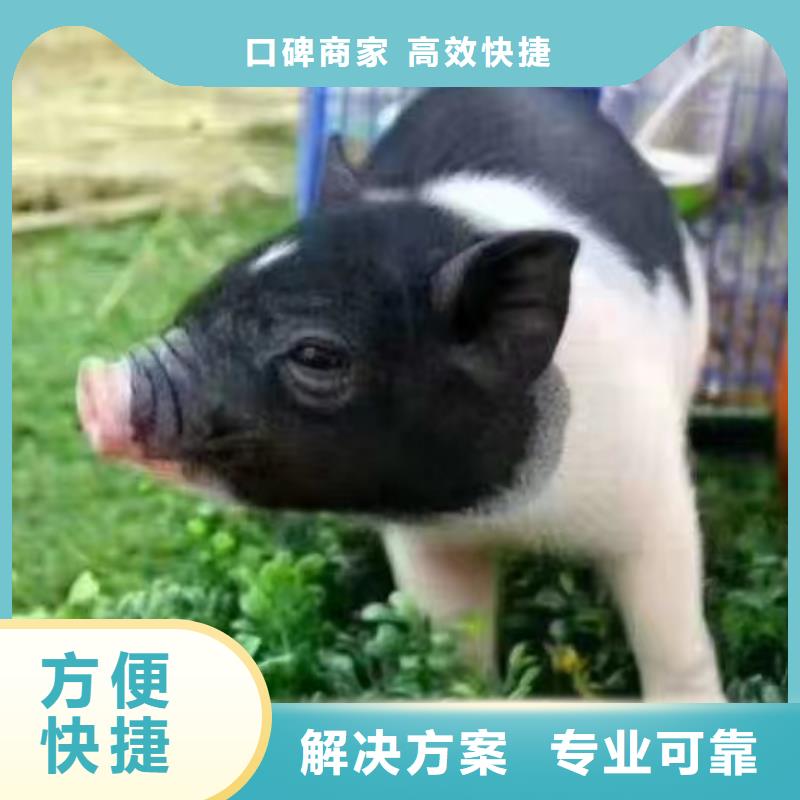 马戏团/羊驼-【海狮表演出租】公司兮洋美人鱼表演