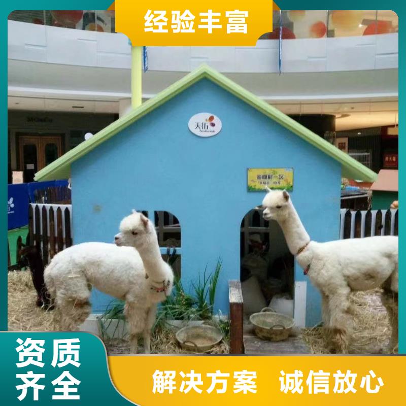 马戏团/羊驼海狮表演出租遵守合同
