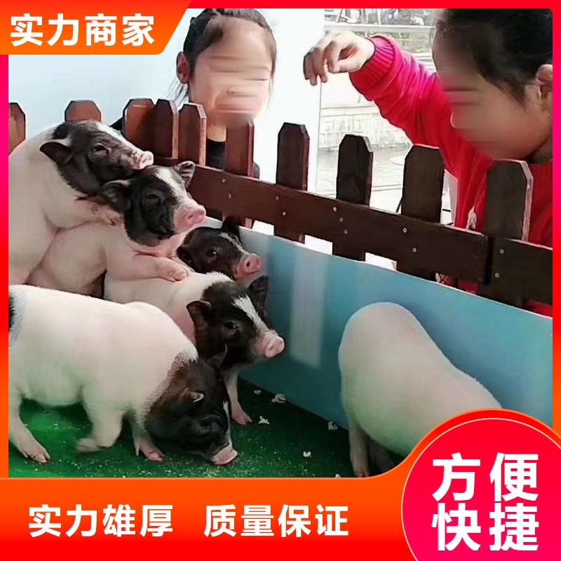 【马戏团/羊驼】,马戏团表演价格透明-市场覆盖|塔河|呼玛|佳木斯|鹤岗|黑河|牡丹江-企业旺旺