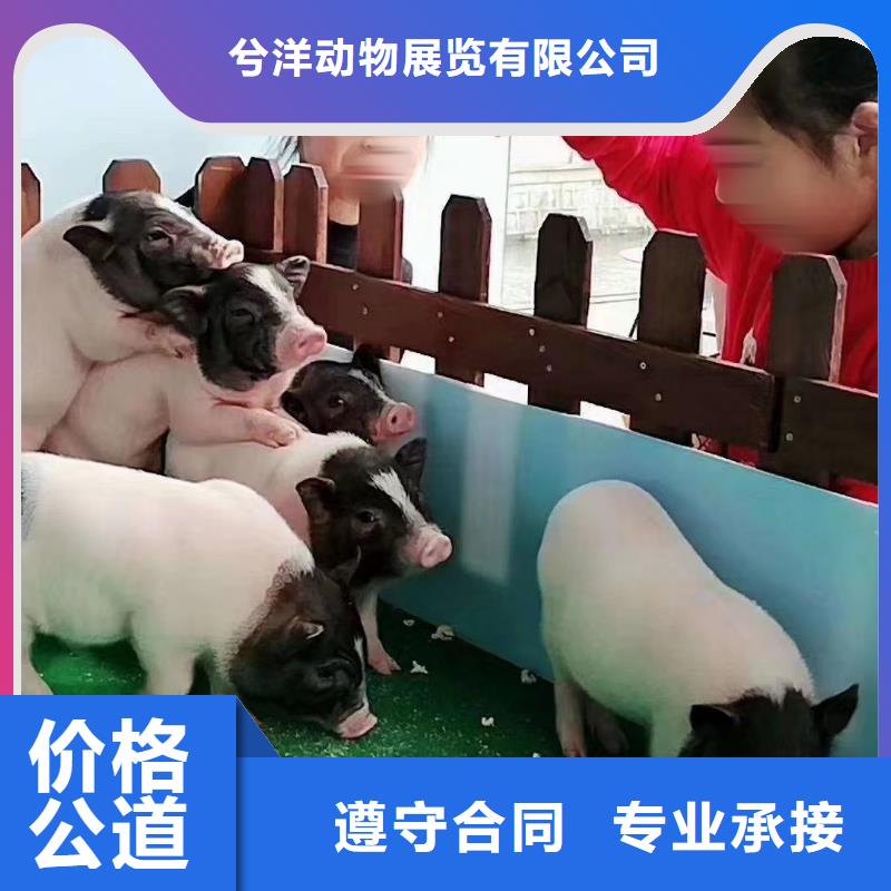 马戏团/羊驼企鹅出租专业公司