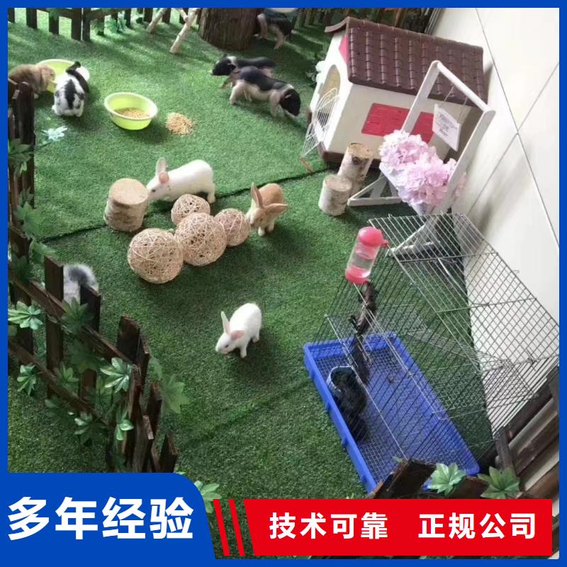 马戏团/羊驼-出租表演企鹅品质优