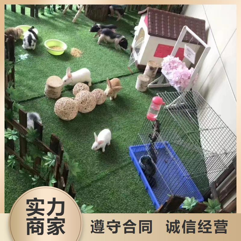 【 马戏团/羊驼-美人鱼表演口碑公司】经验丰富