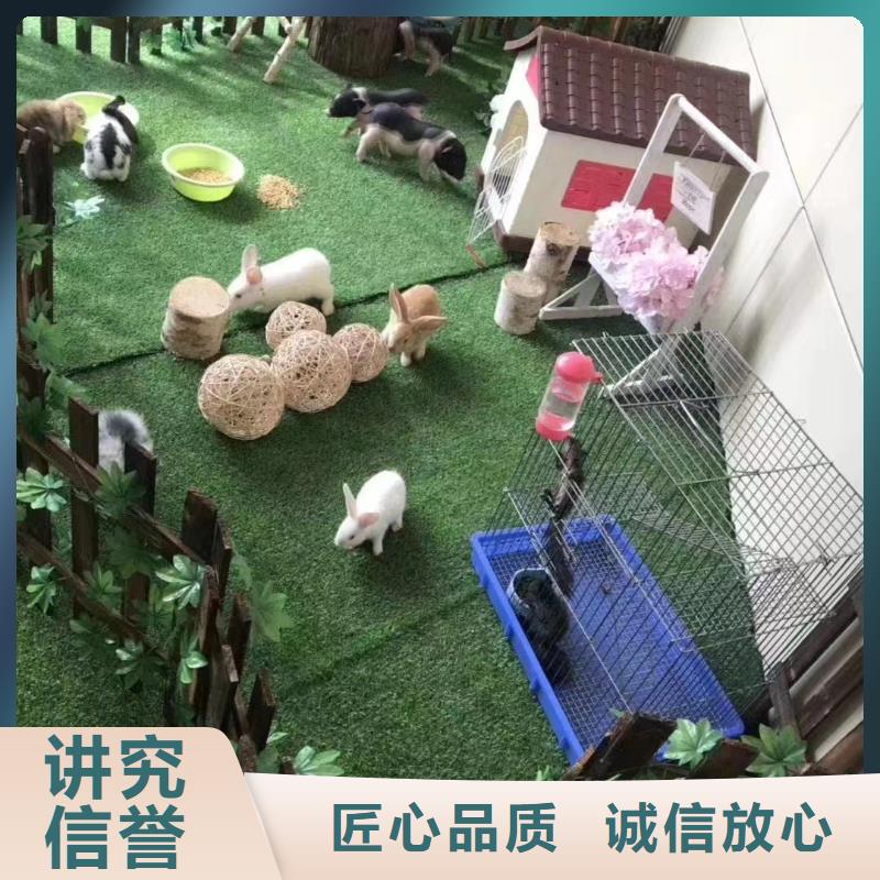 马戏团/羊驼小香猪宠物出租全市24小时服务