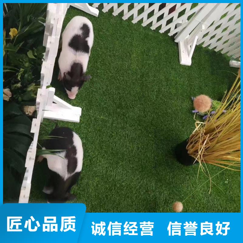 馬戲團/羊駝-美人魚表演遵守合同