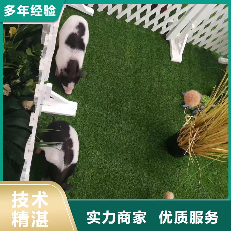 环球飞车表演出租活动庆典