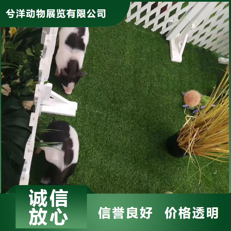 馬戲團/羊駝馬戲團表演誠信放心