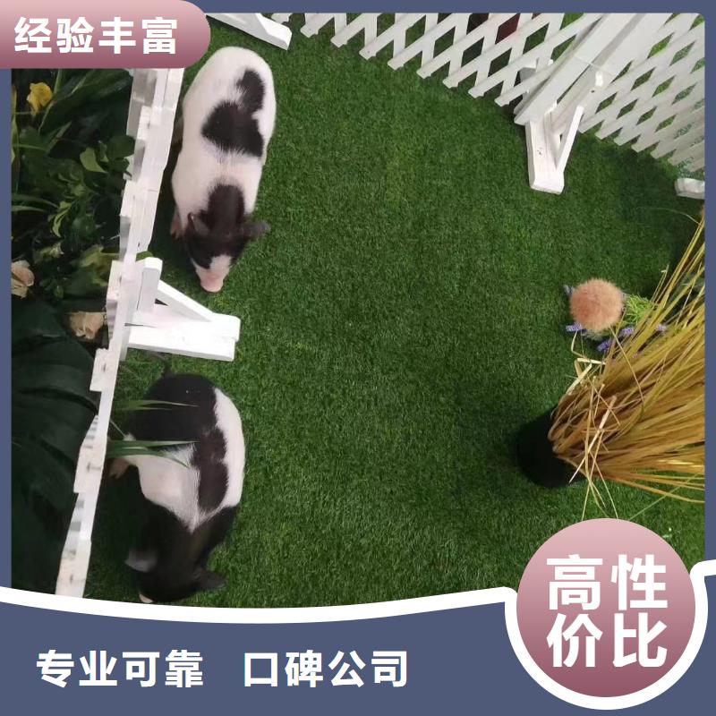 萌宠动物展租赁图片