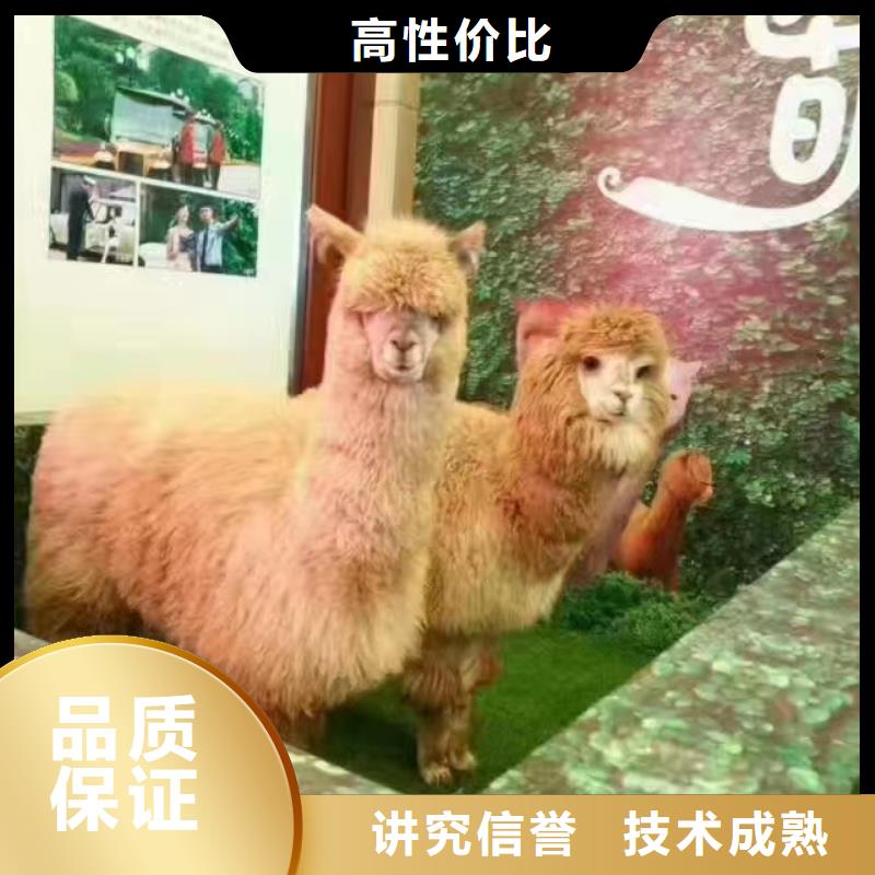 馬戲團/羊駝動物表演租賃品質好