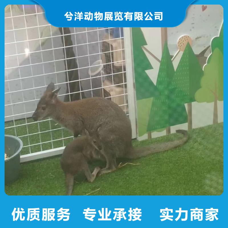 动物表演租赁一手资源