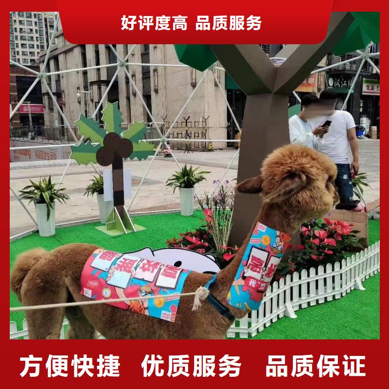 马戏团/羊驼-出租马戏表演专业可靠