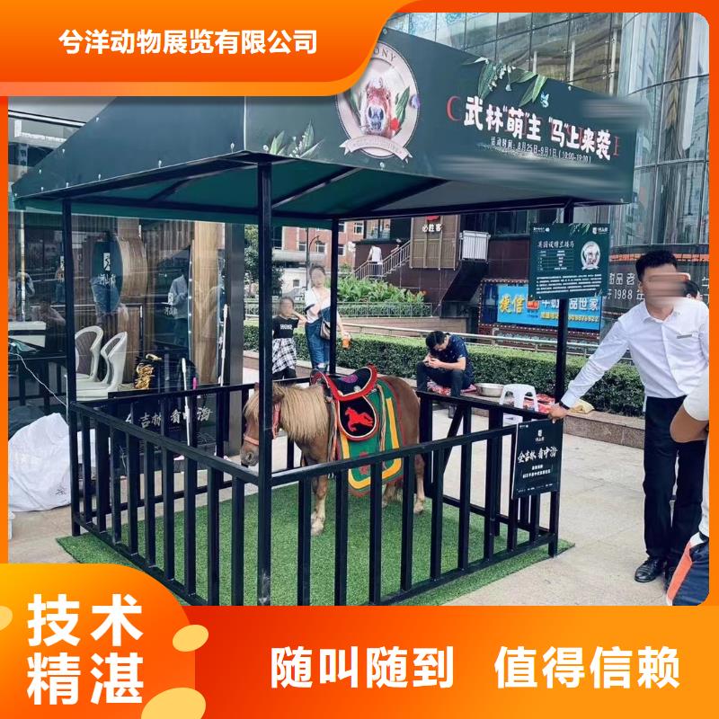 马戏团/羊驼小香猪宠物出租全市24小时服务