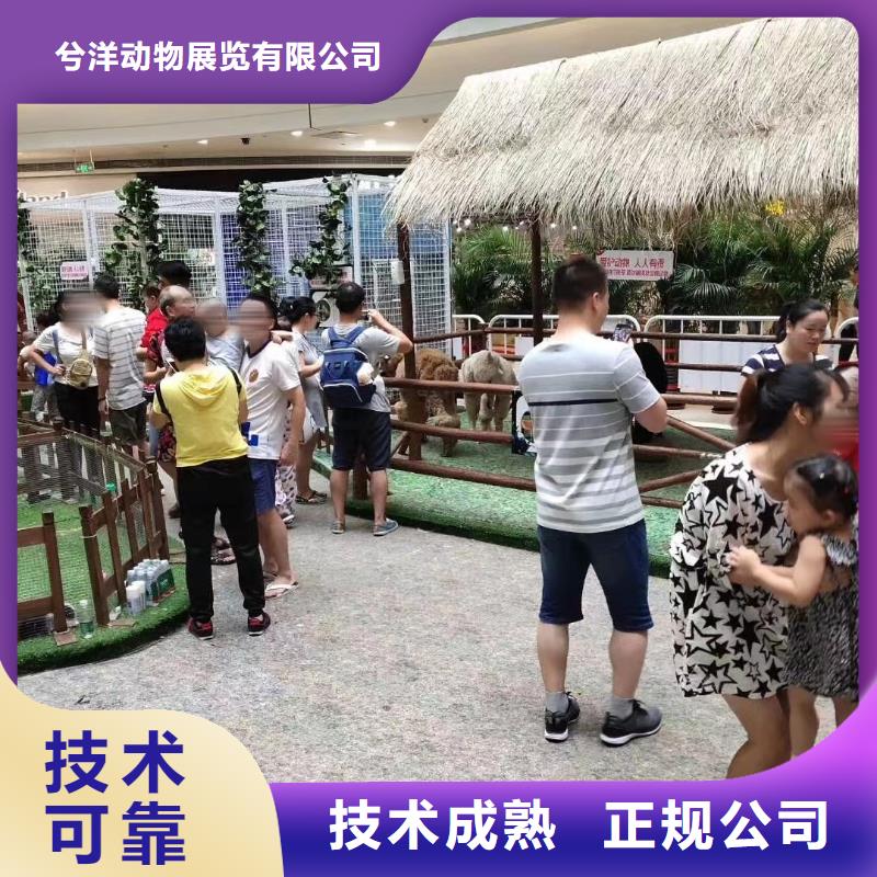 马戏团/羊驼小香猪宠物出租快速